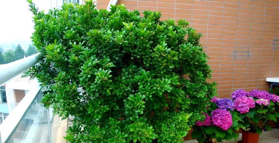 米兰花的花期是什么时候？如何养护米兰花？