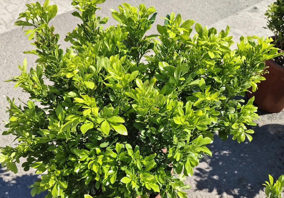 米兰花的花期是什么时候？如何养护米兰花？