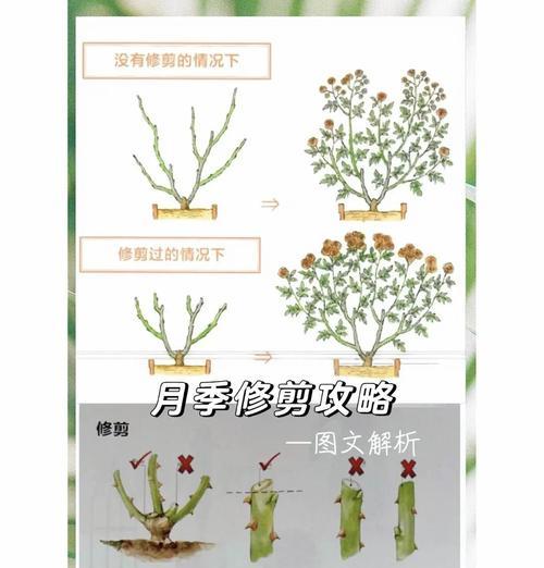 如何通过科学的修剪让鸭脚木焕发出新的光彩？