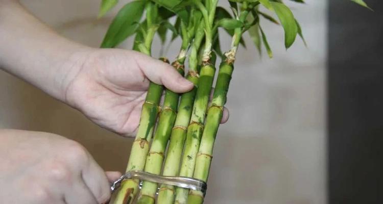 富贵竹根系太多需要修剪吗？有哪些高效的养护方法？