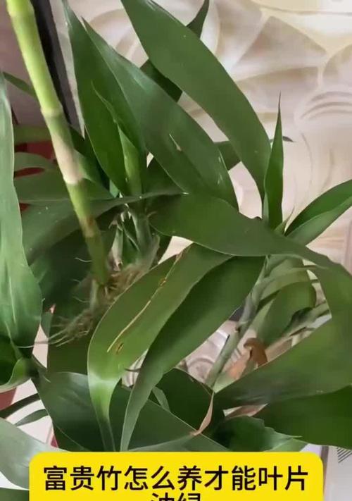 富贵竹根系太多需要修剪吗？有哪些高效的养护方法？