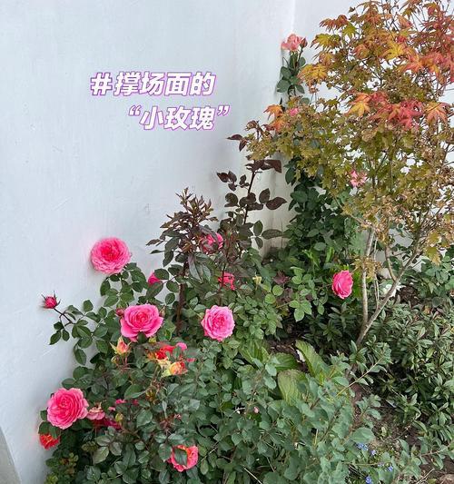 北京月季盛放的背后有哪些玫瑰与月季的文化纠葛？