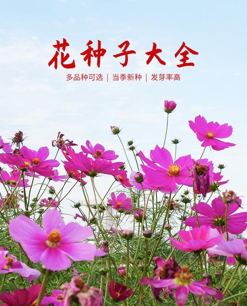 雏菊和波斯菊可以一起种植吗？种植的适合温度是多少？