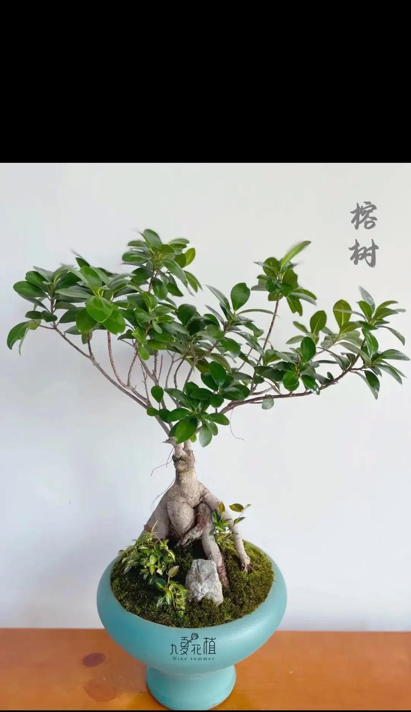小叶榕树修剪技巧是什么？如何打造优美盆景？