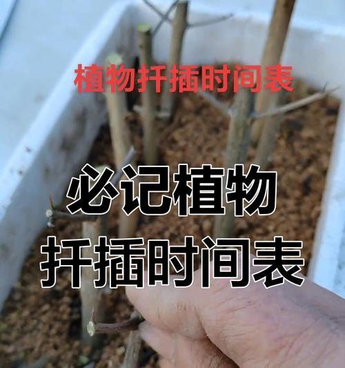 植物繁殖中的茎段扦插技术如何操作？有哪些注意事项？