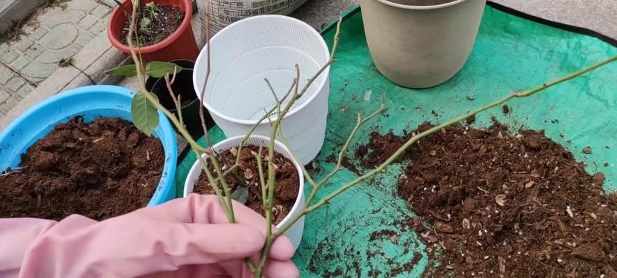 植物繁殖中的茎段扦插技术如何操作？有哪些注意事项？