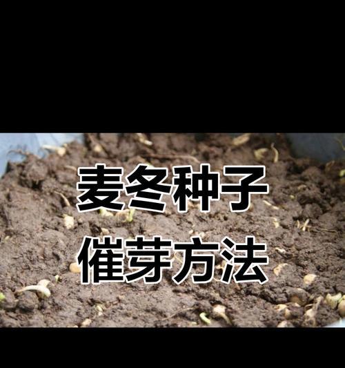 种子催芽小技巧有哪些？如何提高发芽率？