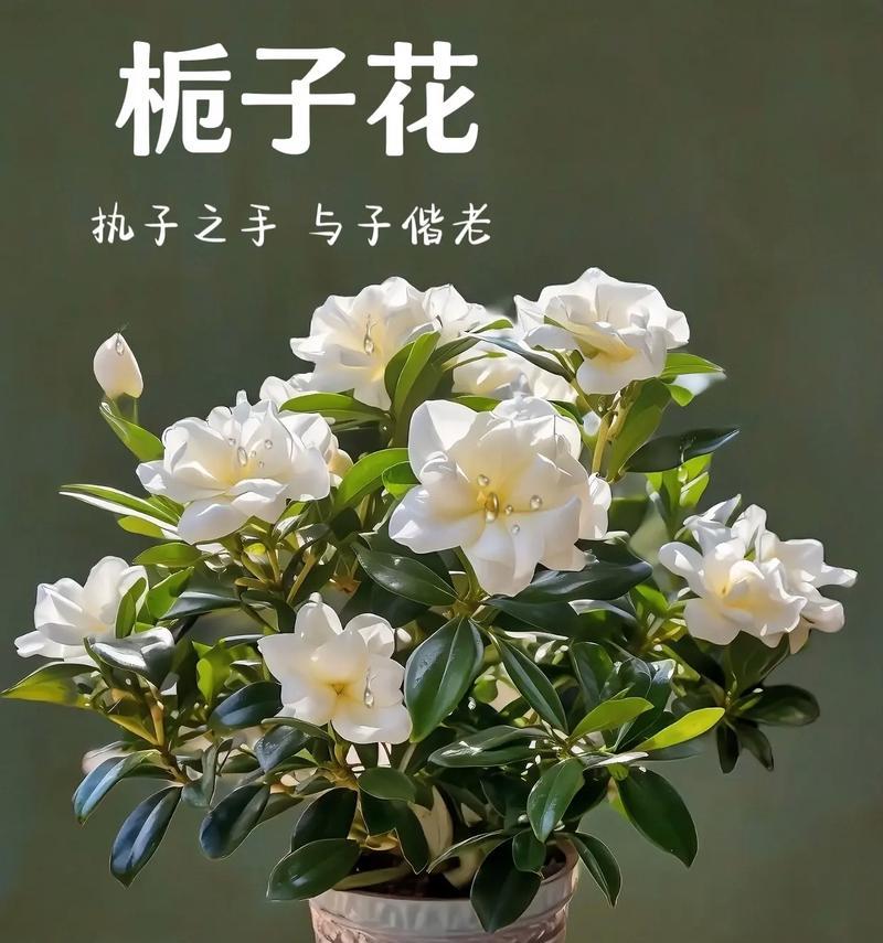 栀子花的浇水频率是多少？如何让栀子花“水润”绽放？