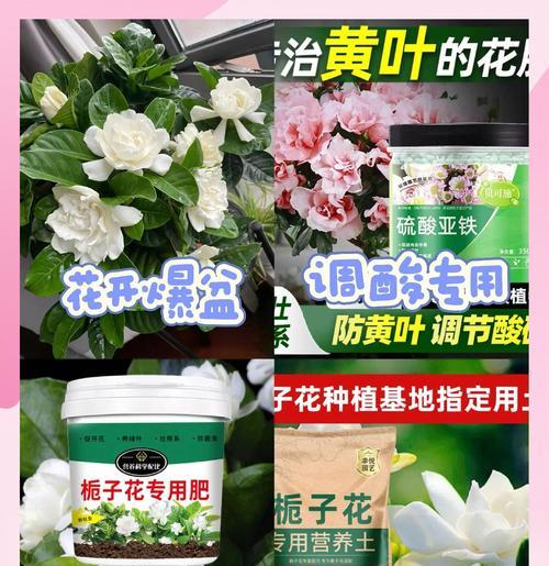 栀子花的浇水频率是多少？如何让栀子花“水润”绽放？