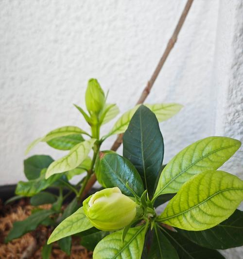 栀子花的浇水频率是多少？如何让栀子花“水润”绽放？