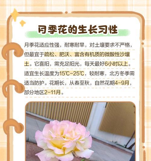 四季花期的独特魅力是什么？如何欣赏？