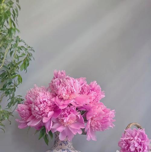 四季花期的独特魅力是什么？如何欣赏？