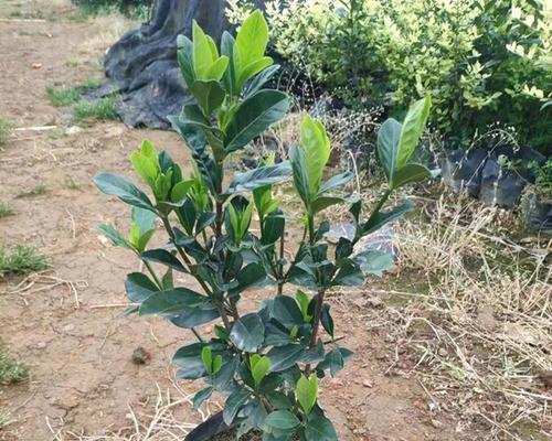 花卉苗木栀子花的养殖方法是什么？