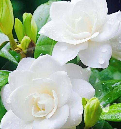 花卉苗木栀子花的养殖方法是什么？