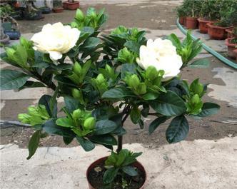 花卉苗木栀子花的养殖方法是什么？