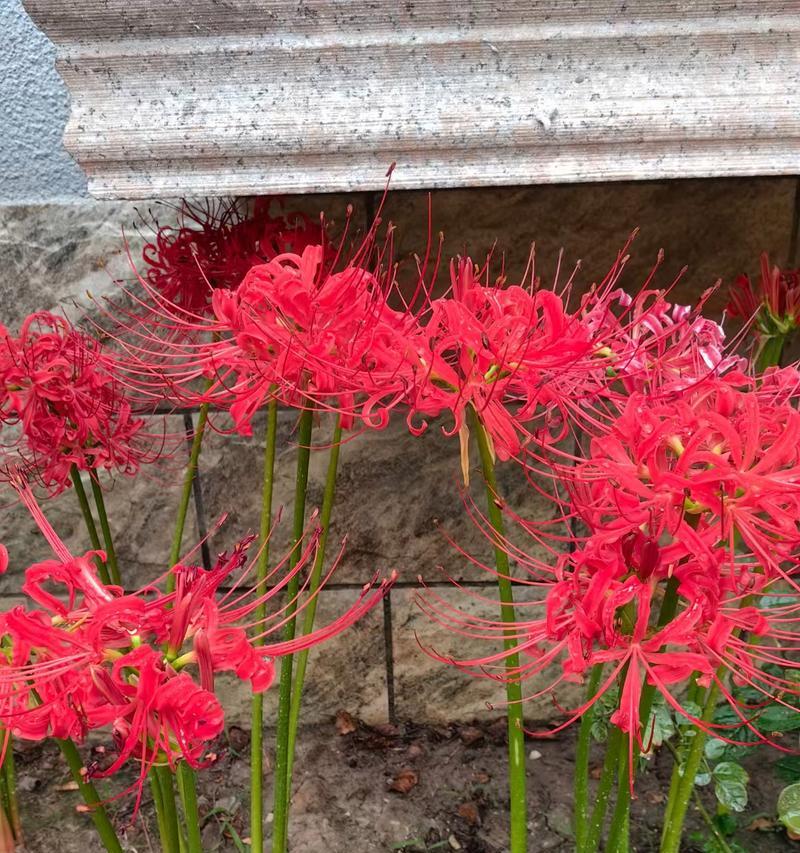 彼岸花的样子是什么？如何辨认？