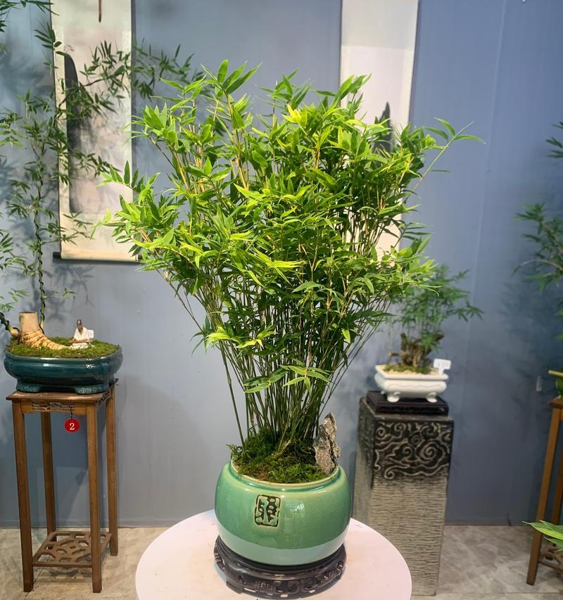 庭院小型竹子品种有哪些？如何选择？