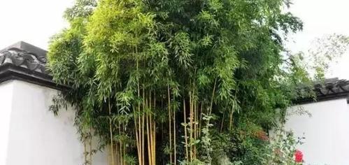 庭院小型竹子品种有哪些？如何选择？