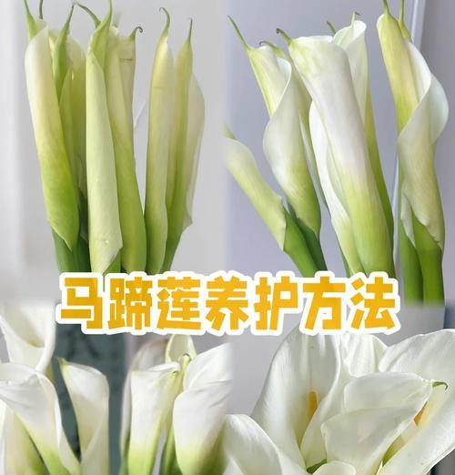 室内花卉马蹄莲的养殖方法是什么？