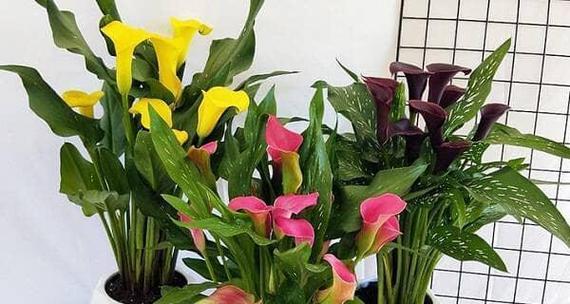 室内花卉马蹄莲的养殖方法是什么？