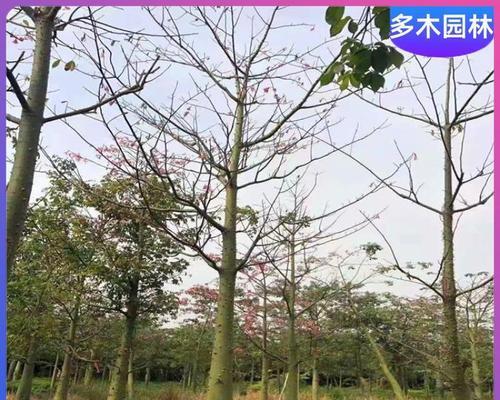木棉的种类有哪些？如何区分？