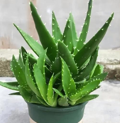 绿色植物的神奇作用有哪些？如何居家养护？