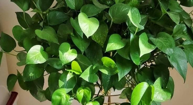 绿色植物的神奇作用有哪些？如何居家养护？