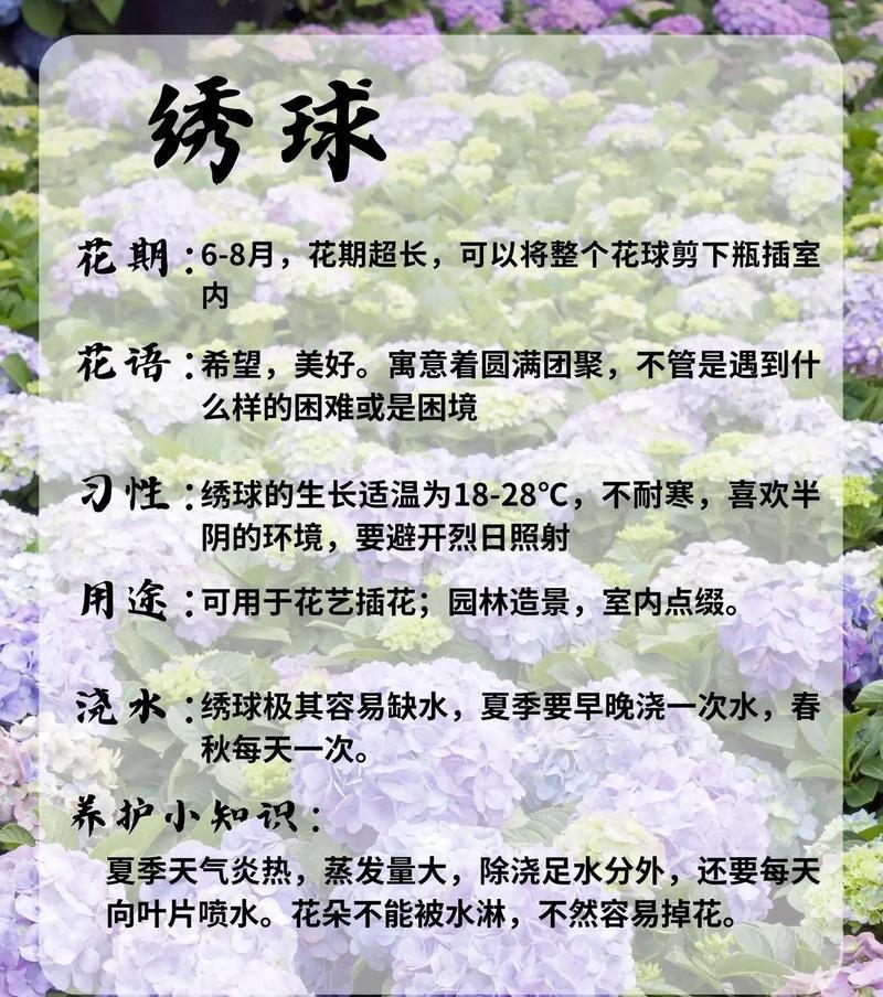 绣球花的新老枝绽放有哪些品种？如何选择？