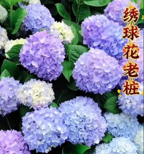 绣球花的新老枝绽放有哪些品种？如何选择？