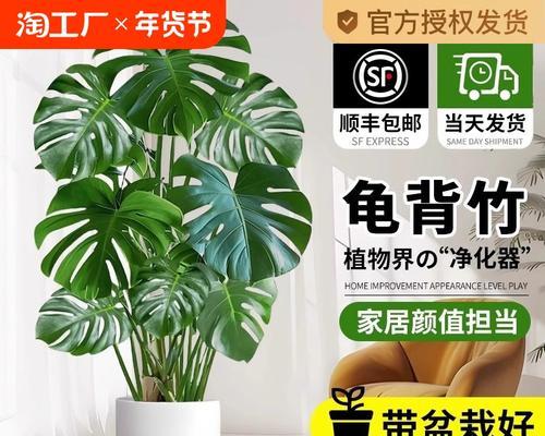 盆栽植物如何选择？哪些品种最适合新手？