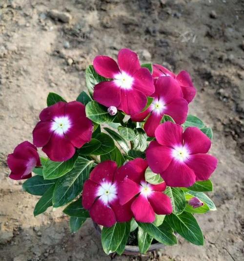 长春花种植需要注意什么？根系、土壤及光照要求详解？