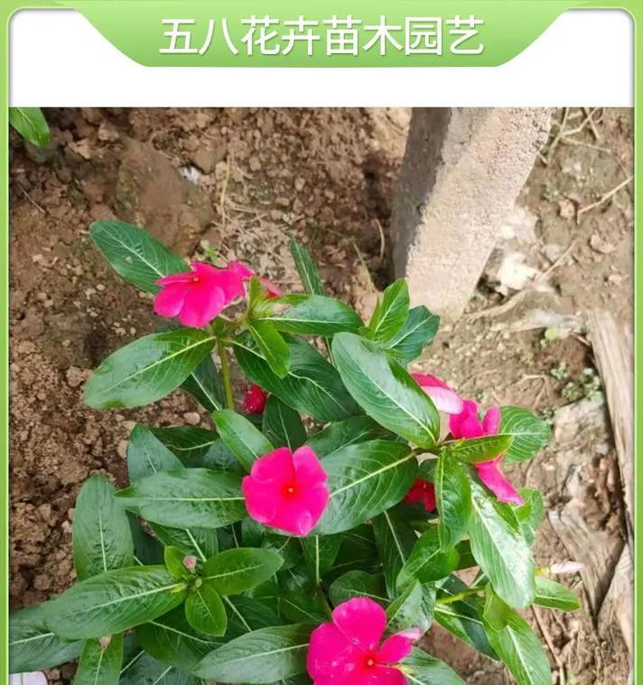 长春花种植需要注意什么？根系、土壤及光照要求详解？