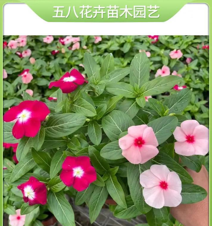 长春花种植需要注意什么？根系、土壤及光照要求详解？