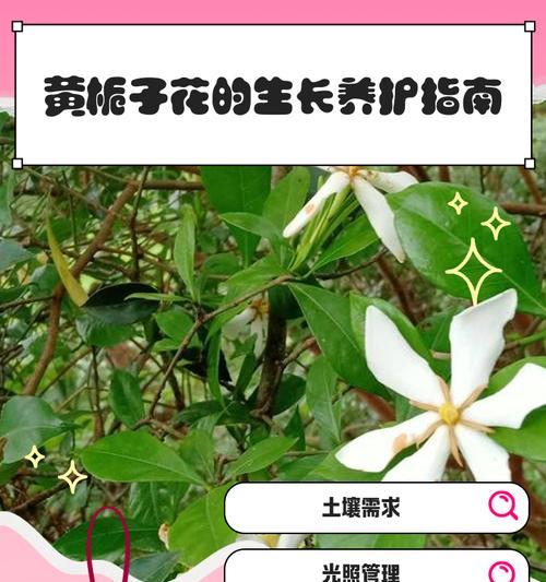 栀子花何时开花？养护指南有哪些要点？