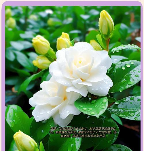 栀子花何时开花？养护指南有哪些要点？