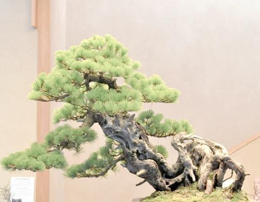 五针松盆景如何养护？关键技巧是什么？