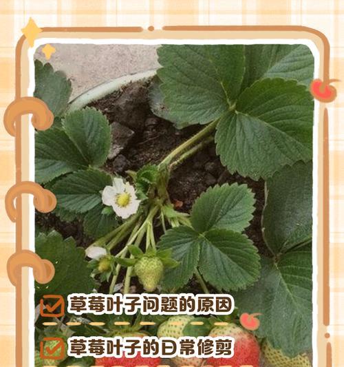 太阳花如何轻松应对四大弱点？养护指南有哪些？