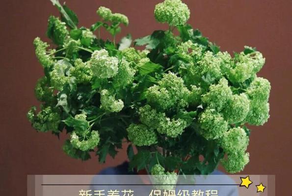 太阳花如何轻松应对四大弱点？养护指南有哪些？