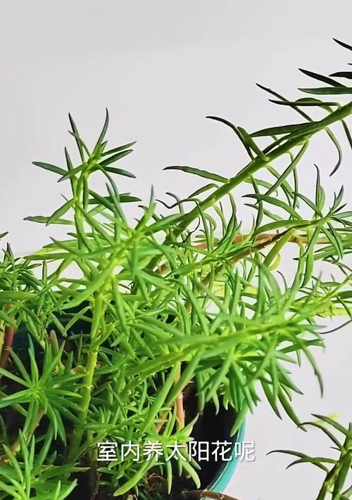 太阳花叶子如何养护？有哪些特别的养护特点？
