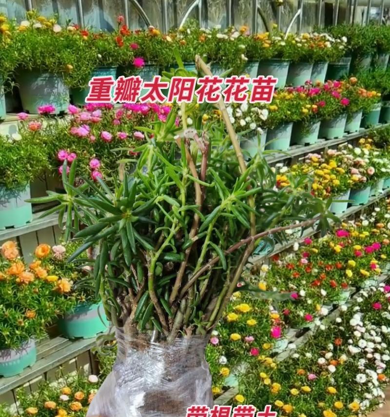 太阳花叶子如何养护？有哪些特别的养护特点？