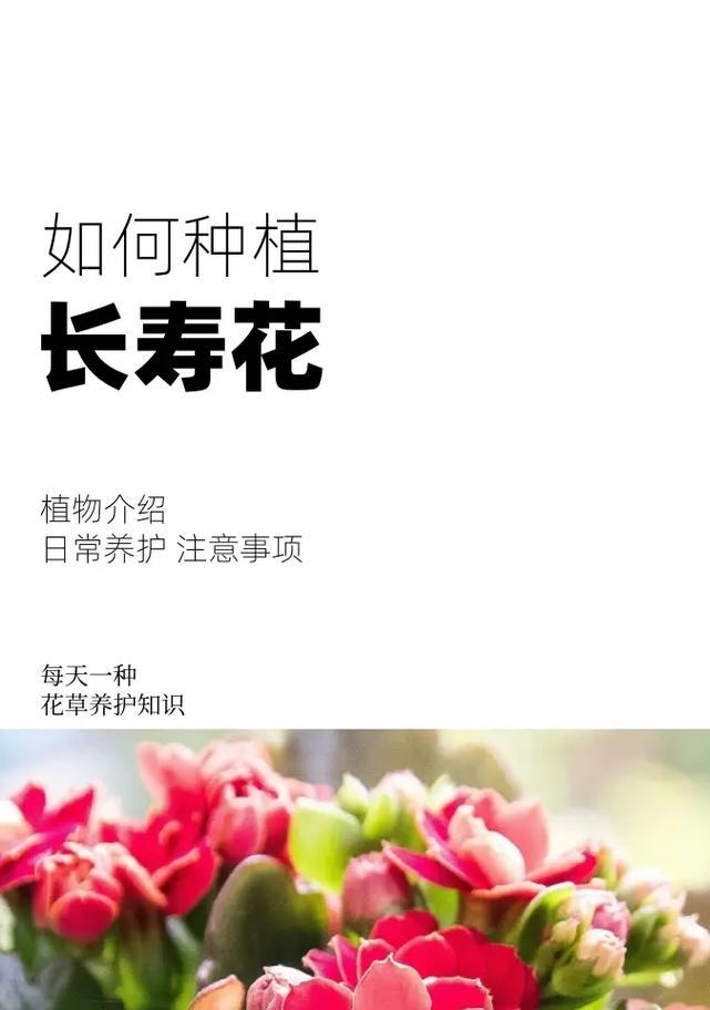 长寿花如何养护？养护指南有哪些要点？