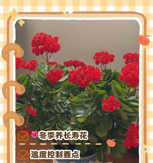 长寿花如何养护？养护指南有哪些要点？