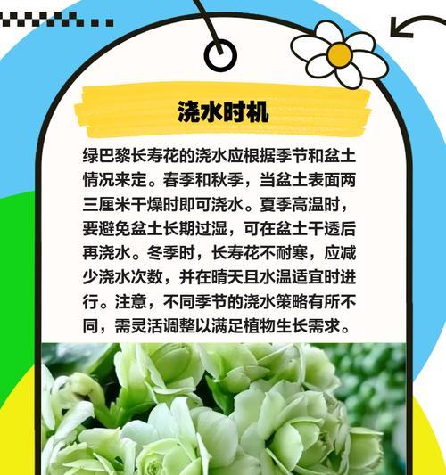 长寿花如何养护？养护指南有哪些要点？