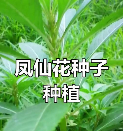 凤仙花种子最佳种植时间是什么时候？