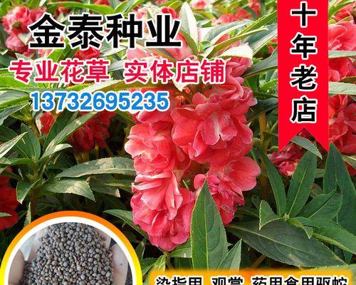 凤仙花种子最佳种植时间是什么时候？