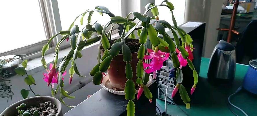 仙人指如何开花？开花过程是怎样的？
