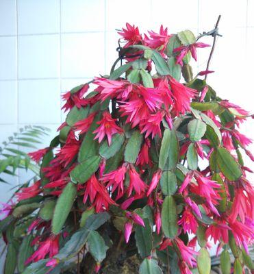 仙人指如何开花？开花过程是怎样的？