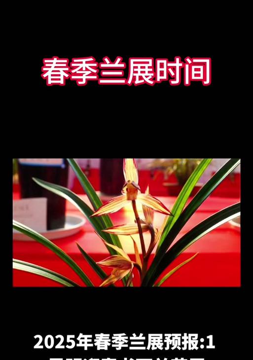 2025年度最受欢迎的兰花有哪些？推荐理由是什么？