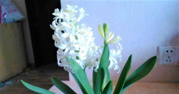 这7种“神仙花”真的能1叶变10盆吗？