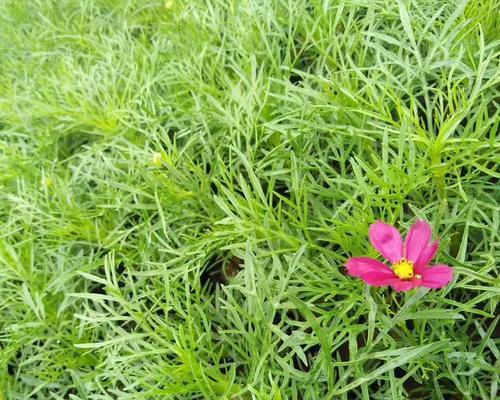 波斯菊可以在家中种植吗？需要注意什么？